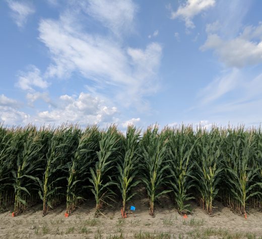 Era Boost Pro – Grain corn