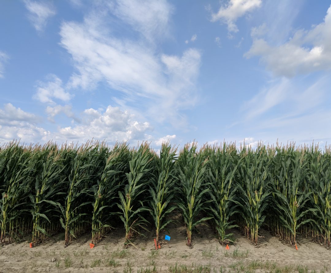 mais grain parcelle experimentale  scaled e1636121885920